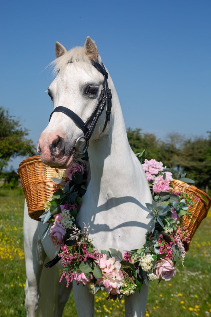 Pony photograph