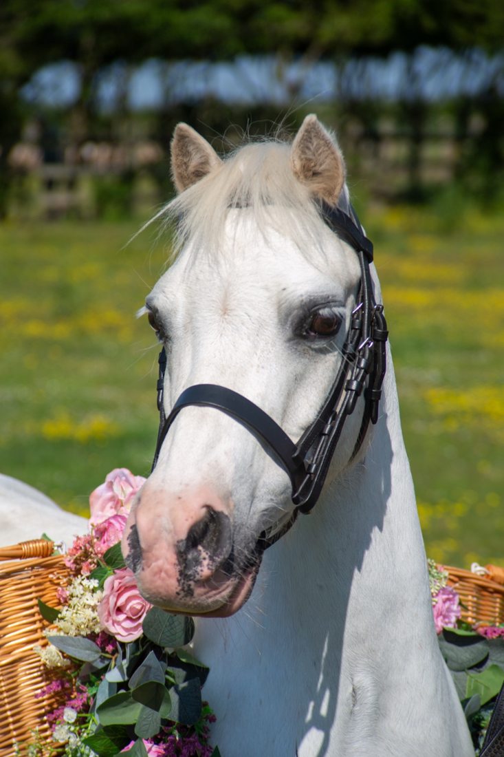 Pony photograph