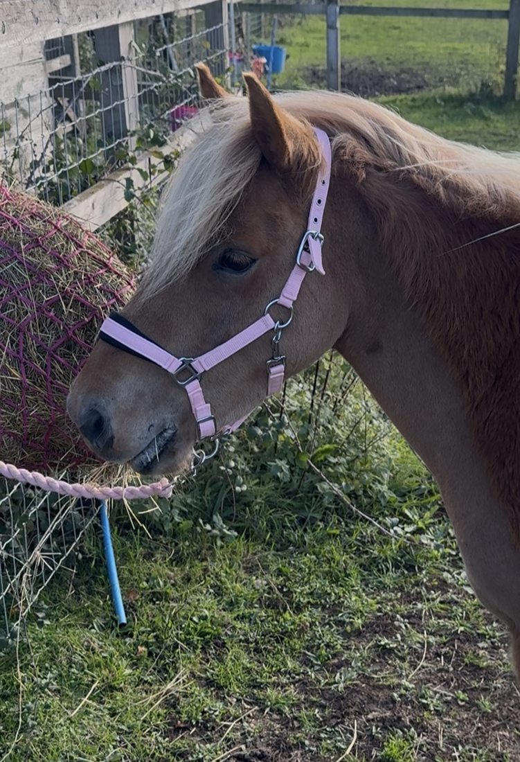 Pony photograph