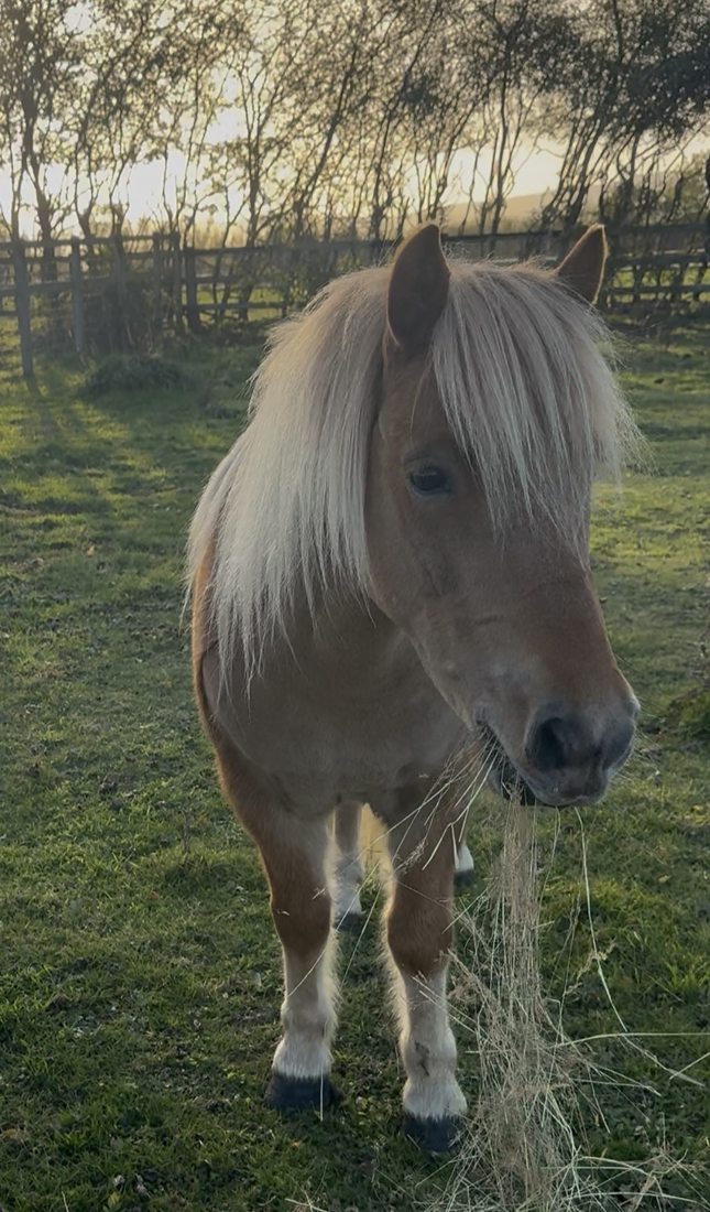 Pony photograph