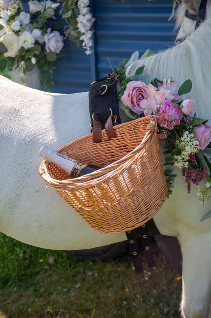 Pony photograph